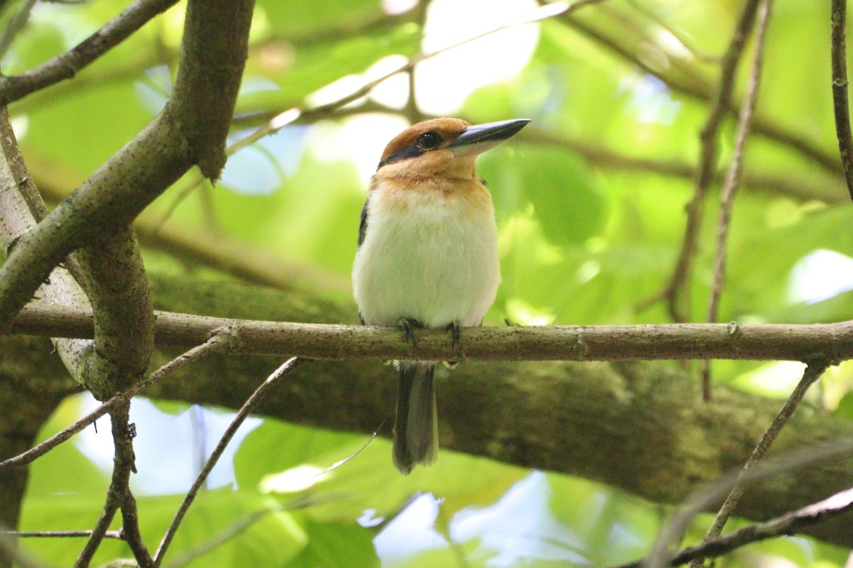Guam Kingfisher - ML633940909