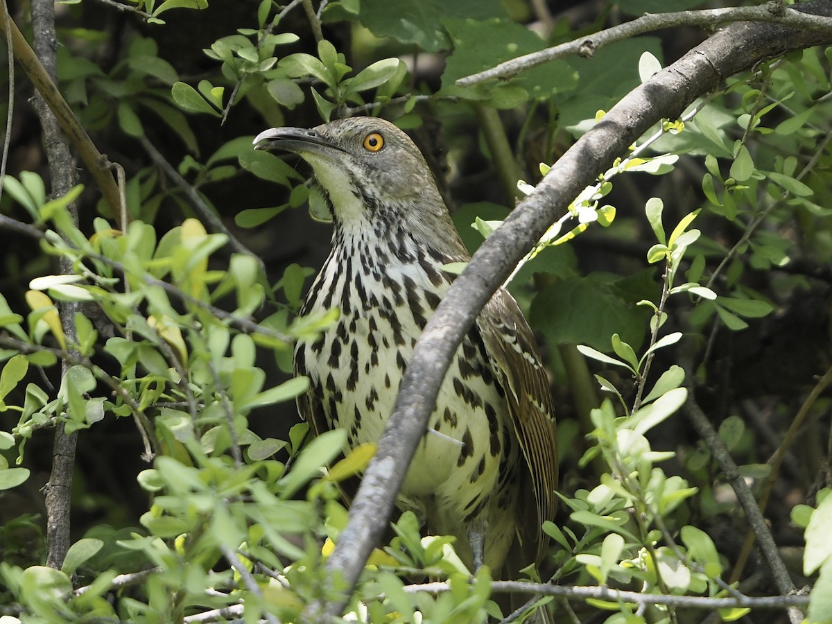 Long-billed Thrasher - ML633940948