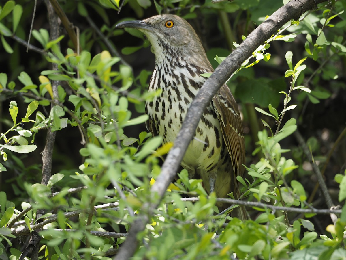 Long-billed Thrasher - ML633940949