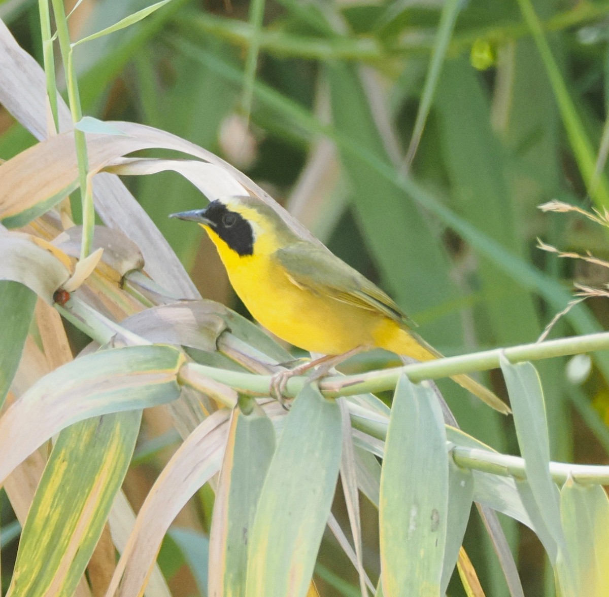 Belding's Yellowthroat - ML633941122