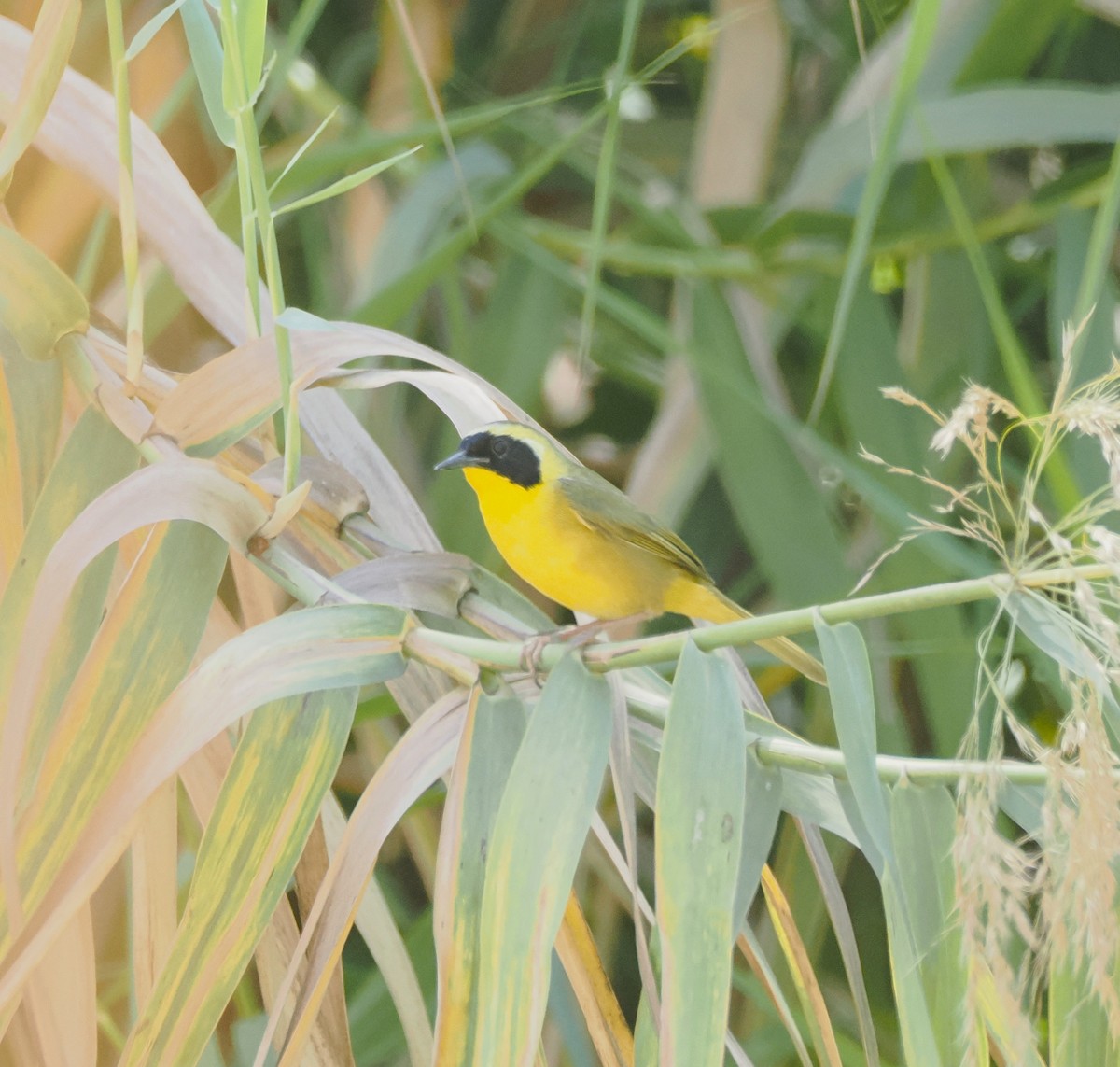 Belding's Yellowthroat - ML633941123