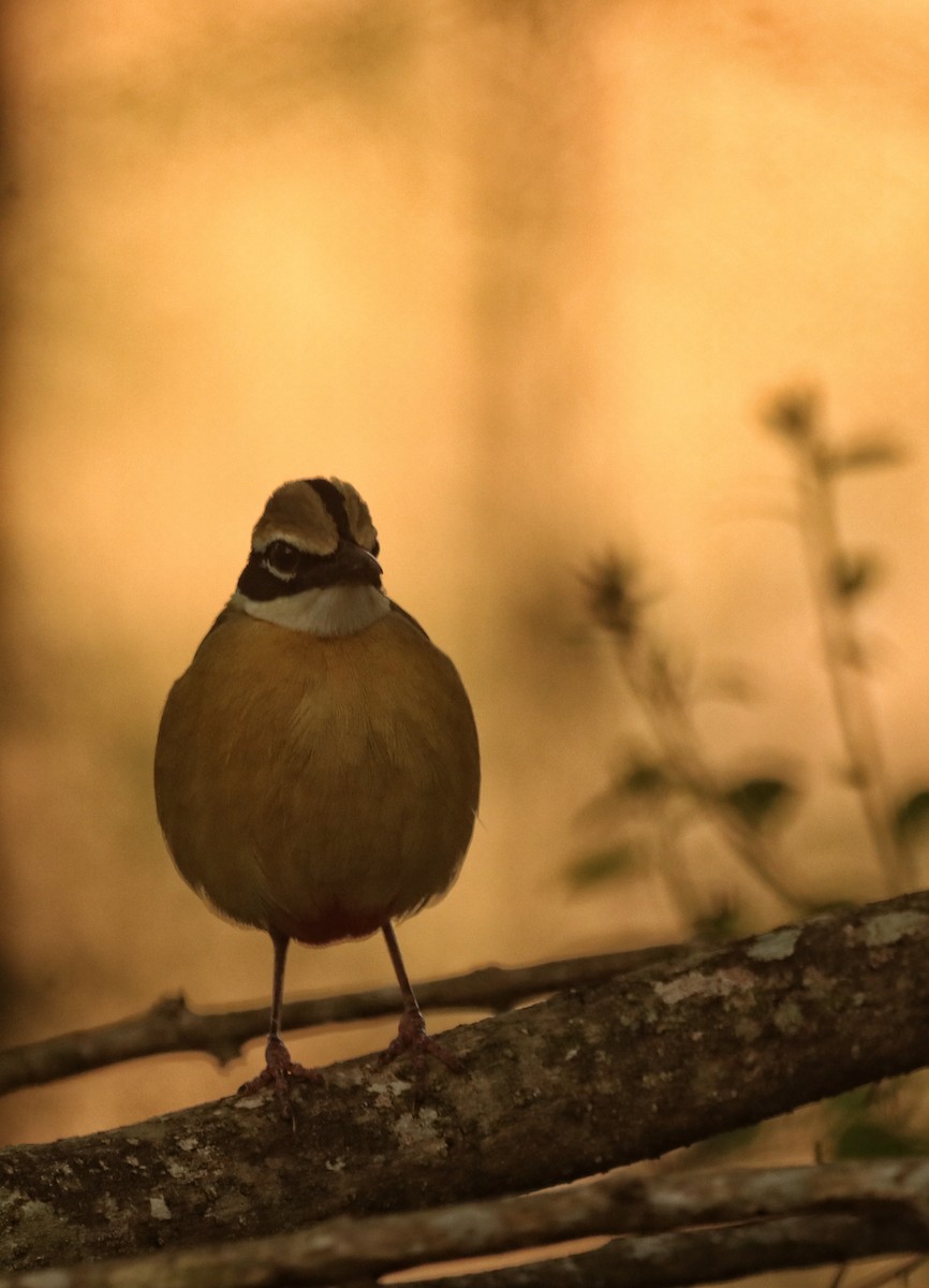 Indian Pitta - ML633941188