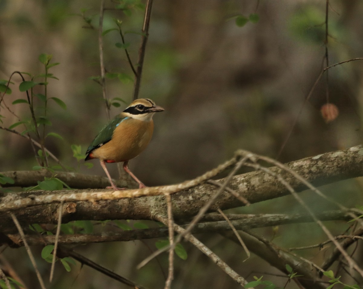 Indian Pitta - ML633941189
