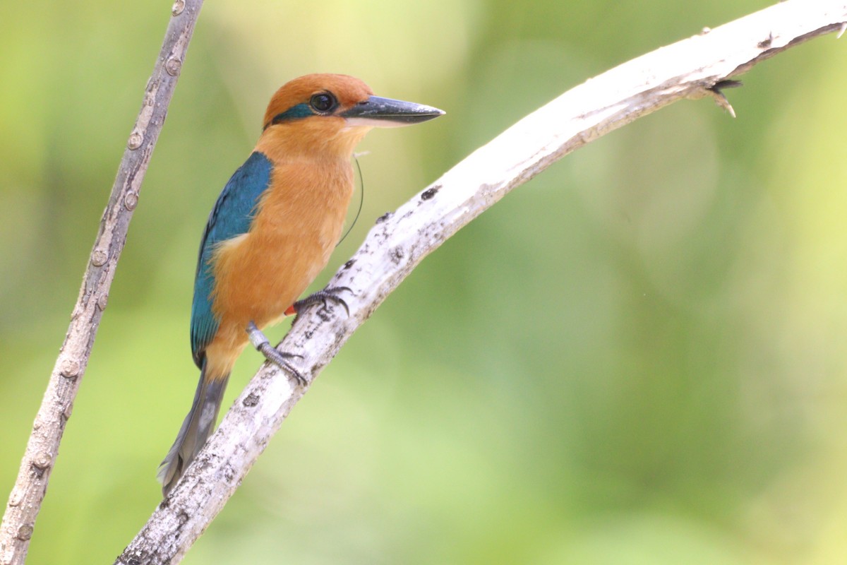 Guam Kingfisher - ML633941239