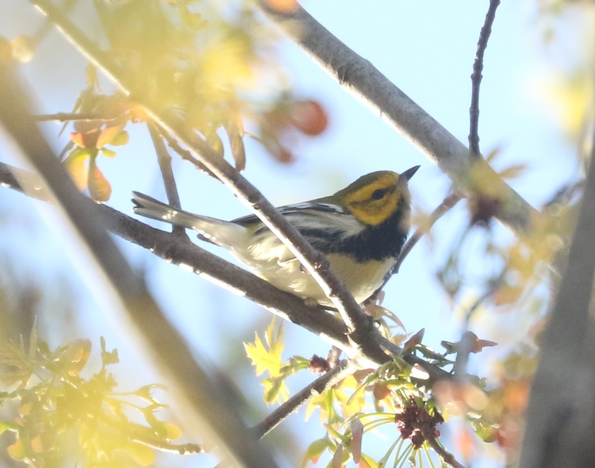 Black-throated Green Warbler - ML633941282