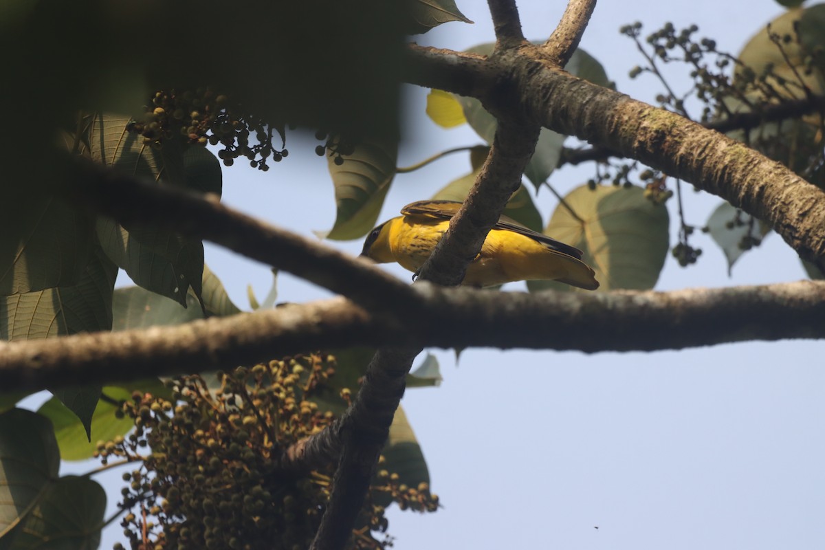 Indian Golden Oriole - ML633941308