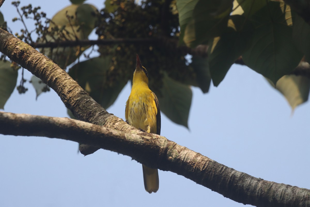 Indian Golden Oriole - ML633941309