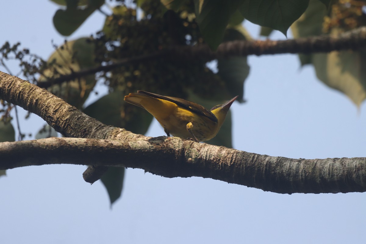 Indian Golden Oriole - ML633941310