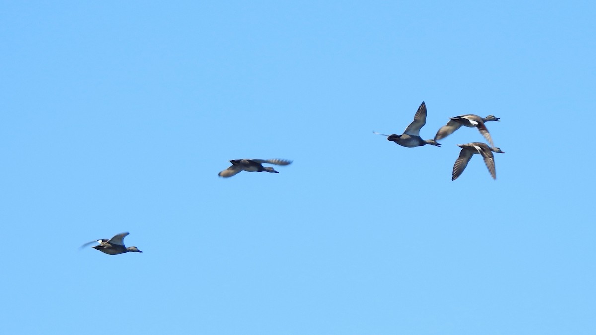 Бор нугас - ML633941352