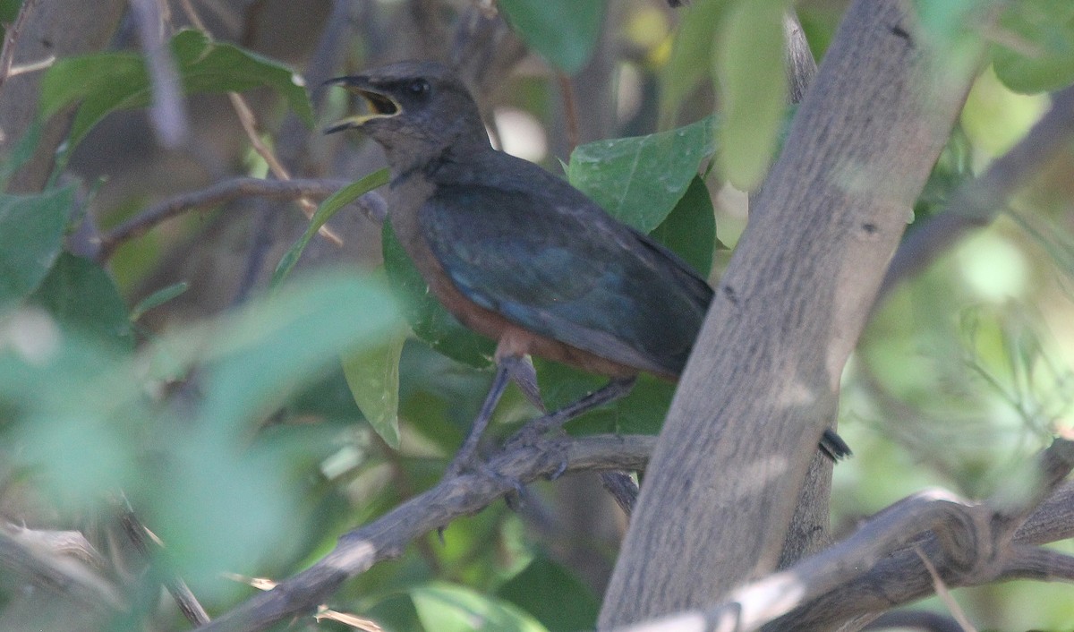 Chestnut-bellied Starling - ML633941355