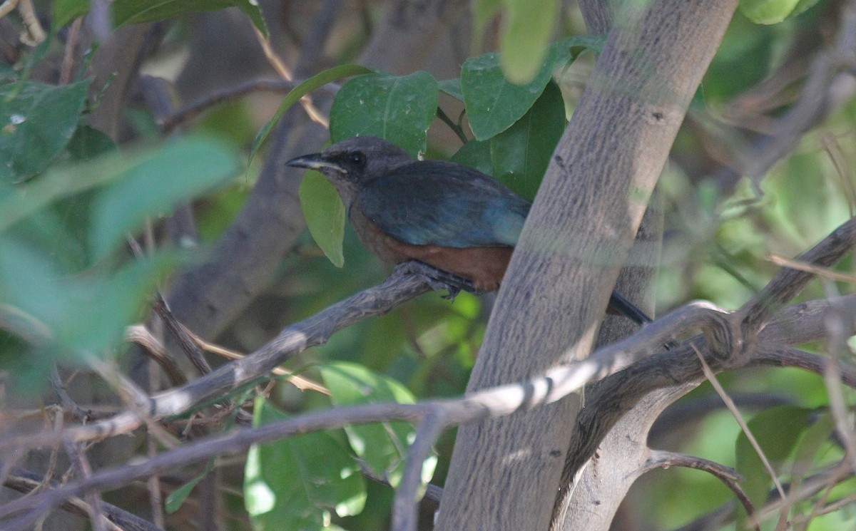 Chestnut-bellied Starling - ML633941356