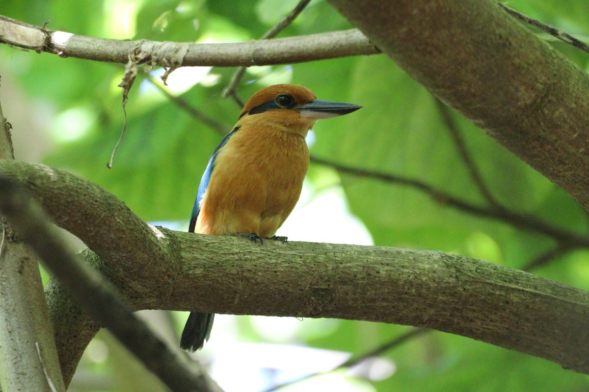 Guam Kingfisher - ML633941439