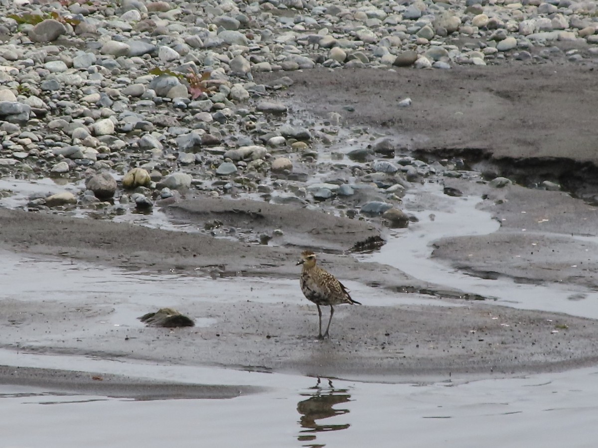 Pacific Golden-Plover - ML633941472