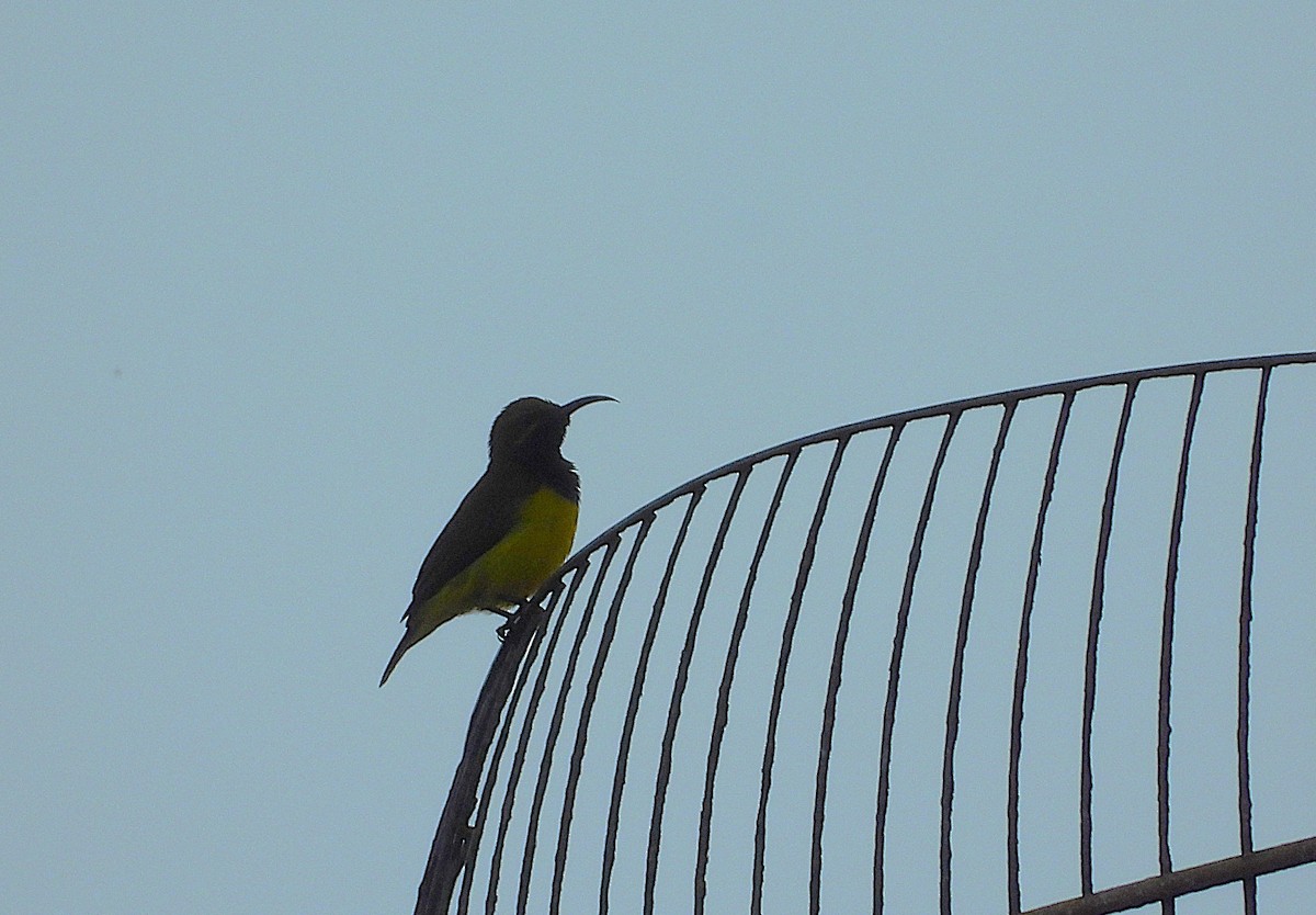 Sahul Sunbird - ML633941597