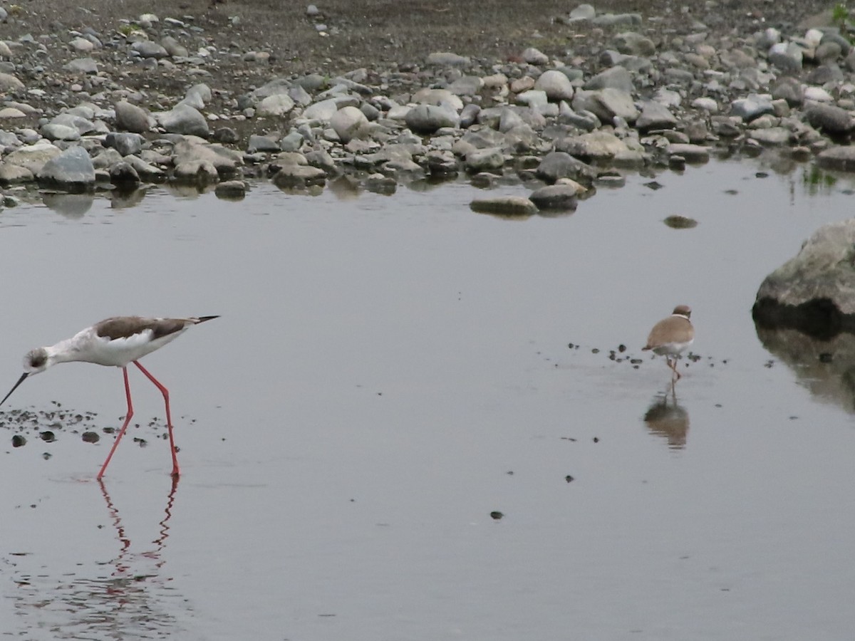 Black-winged Stilt - ML633941651