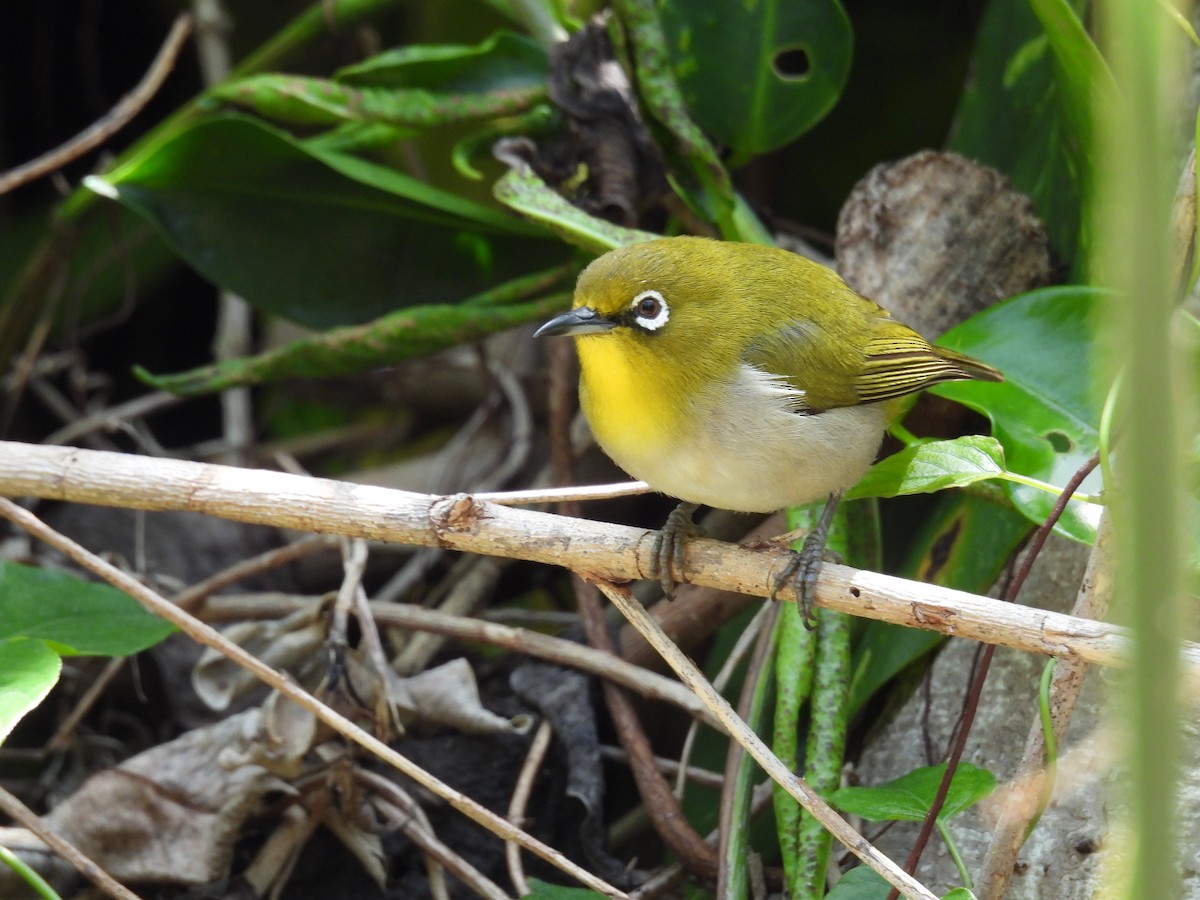 Zostérops du Japon - ML633941664