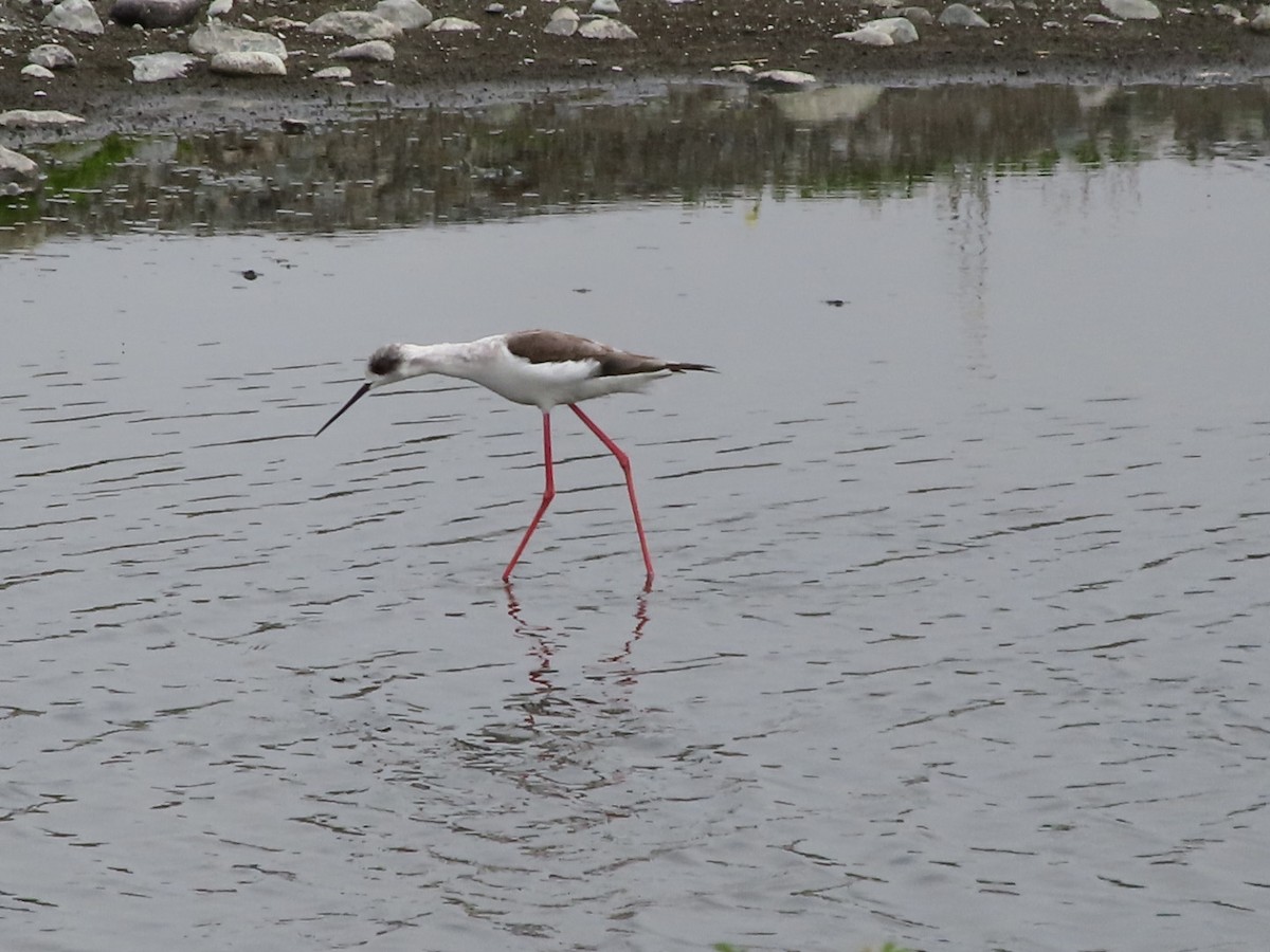 Black-winged Stilt - ML633941671