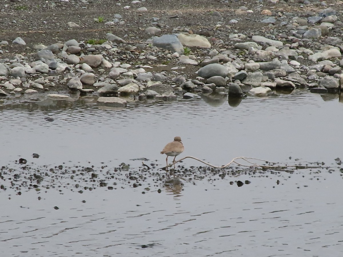 Long-billed Plover - ML633941698