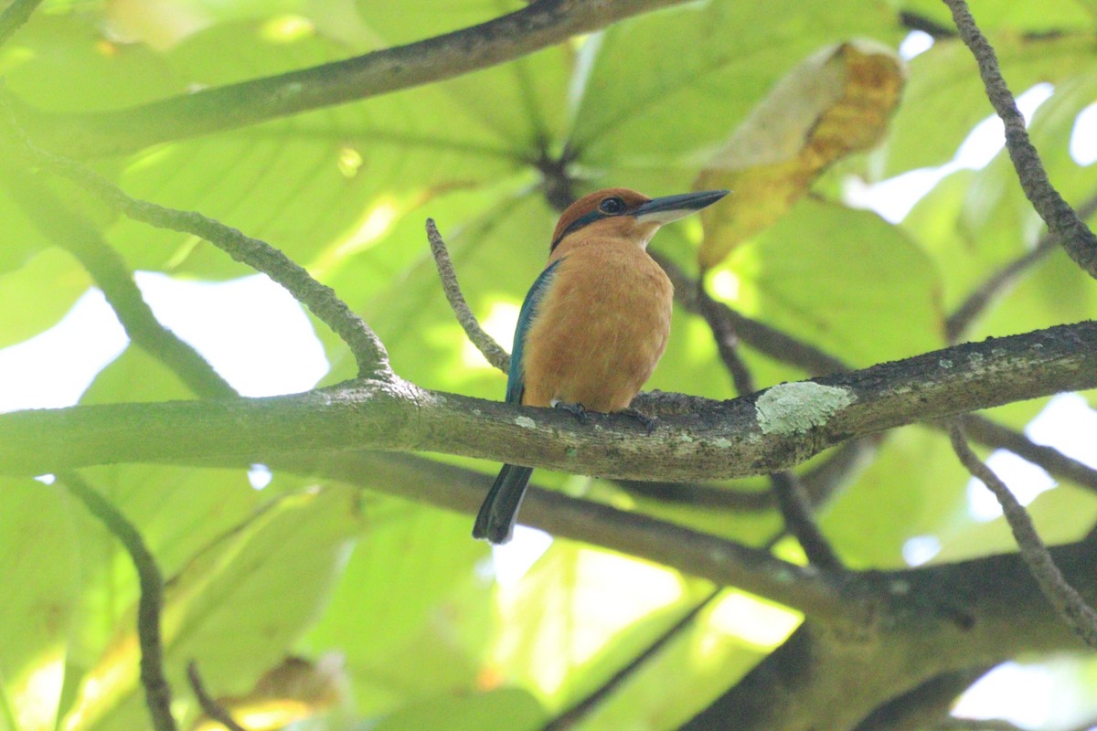 Guam Kingfisher - ML633941777
