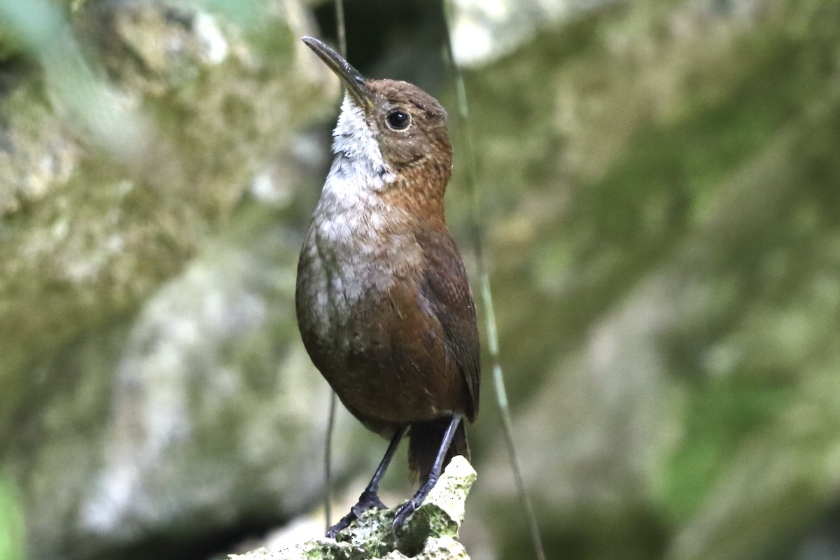 Nava's Wren - ML633941821