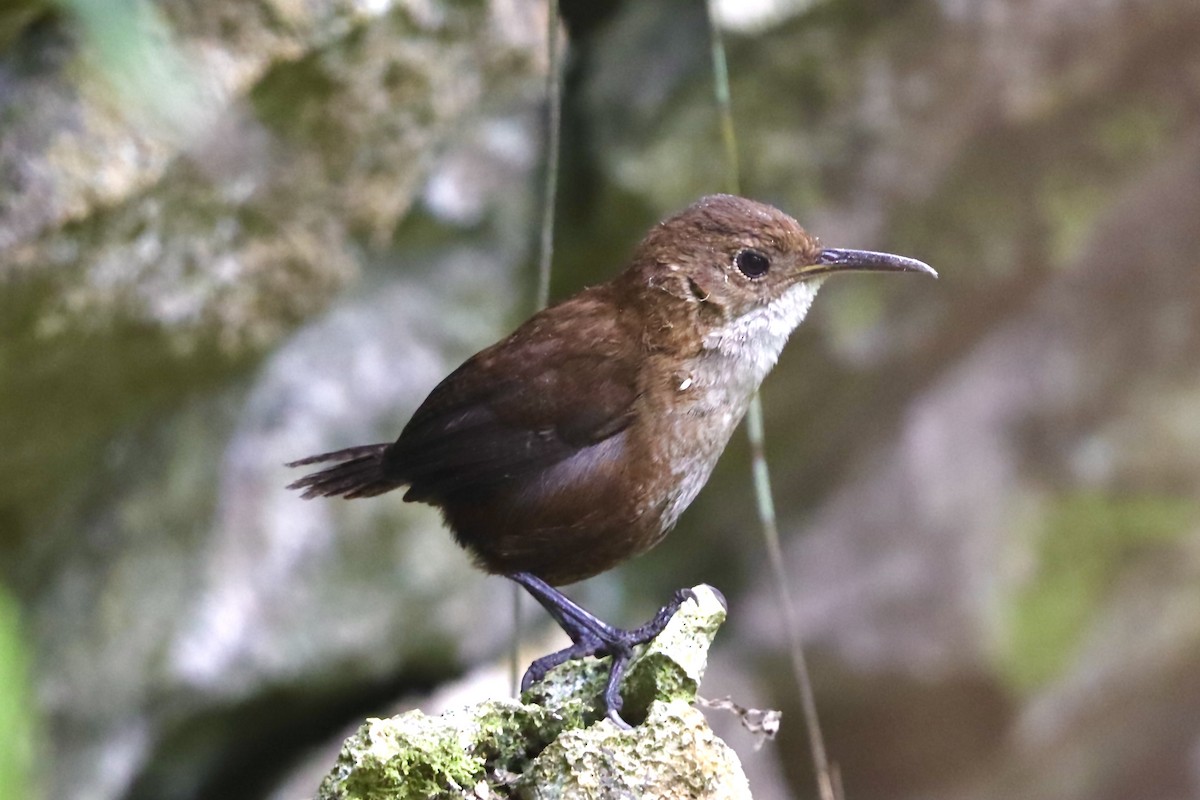 Nava's Wren - ML633941823