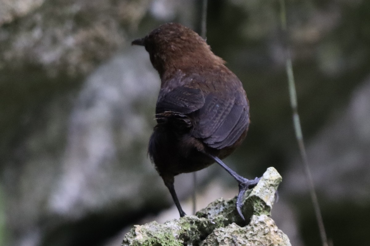 Nava's Wren - ML633941824