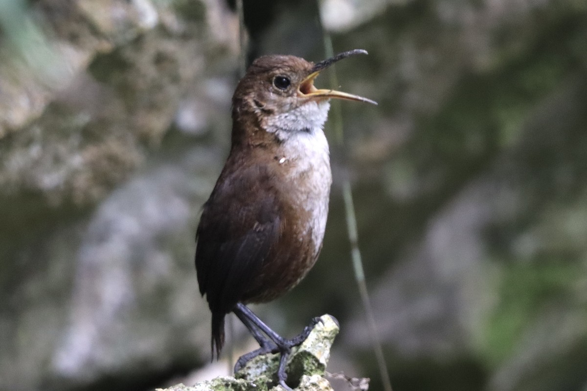 Nava's Wren - ML633941825