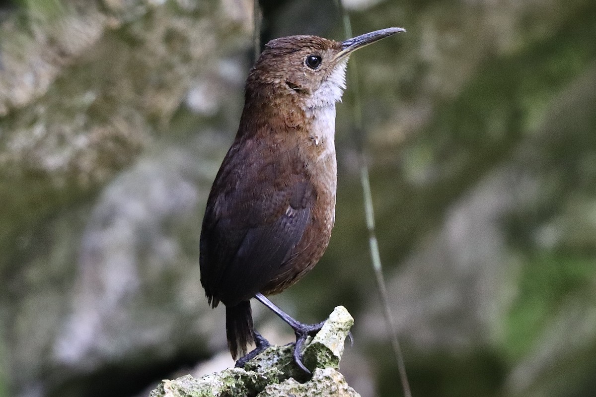 Nava's Wren - ML633941826