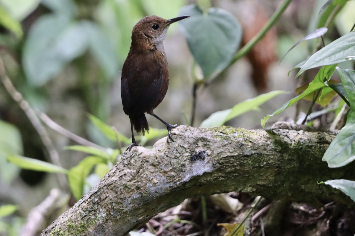 Nava's Wren - ML633941827