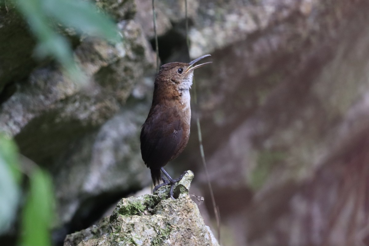 Nava's Wren - ML633941828