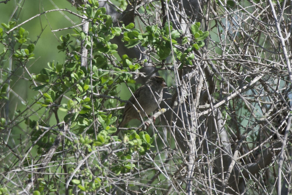 Golden-crowned Sparrow - ML633941834