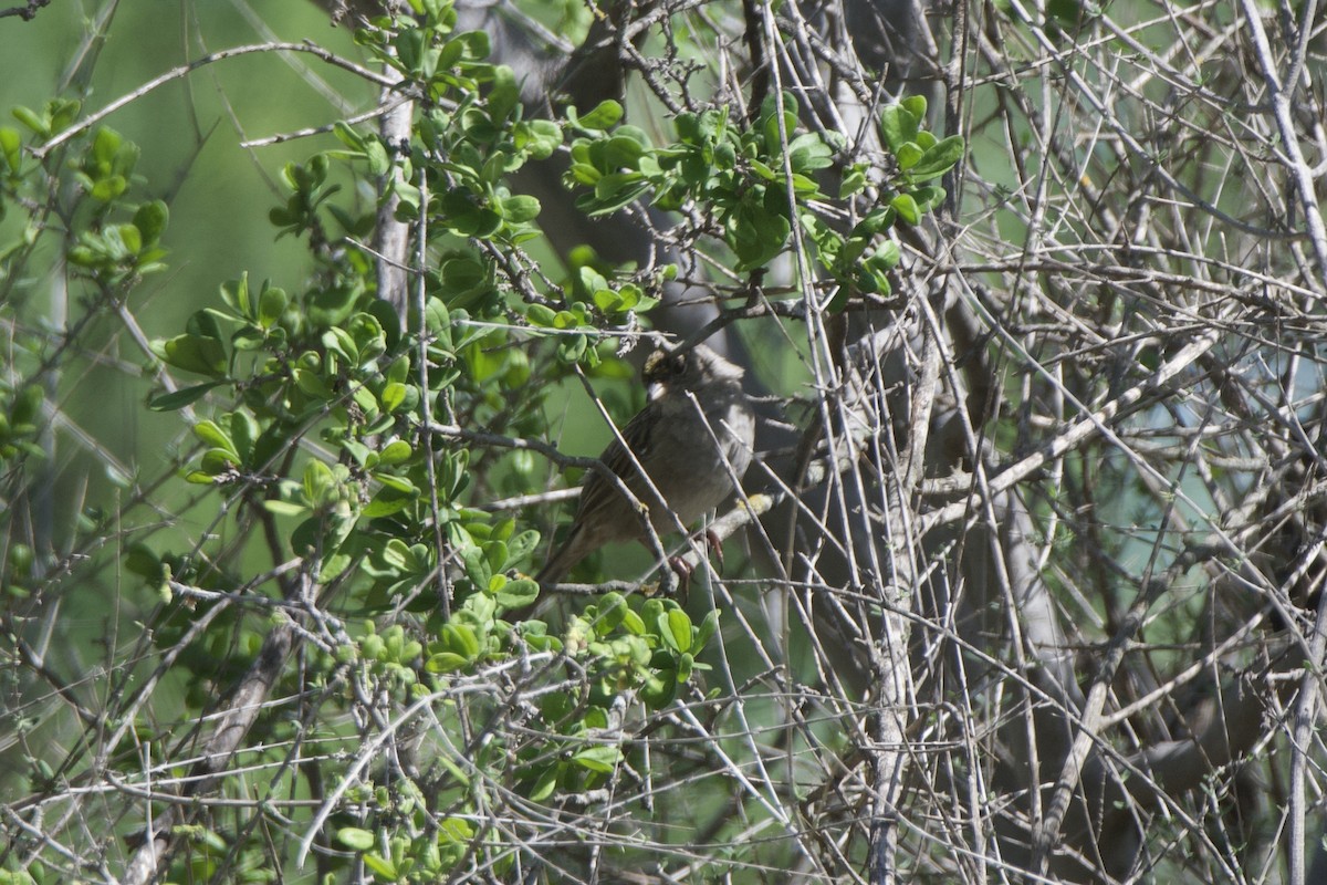 Golden-crowned Sparrow - ML633941835