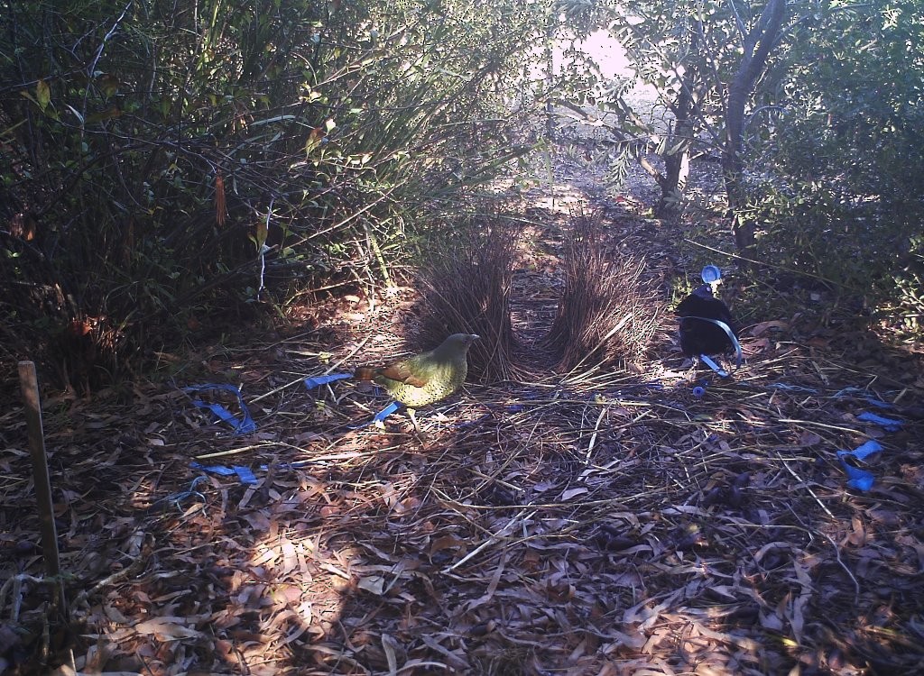 Satin Bowerbird - ML633941924