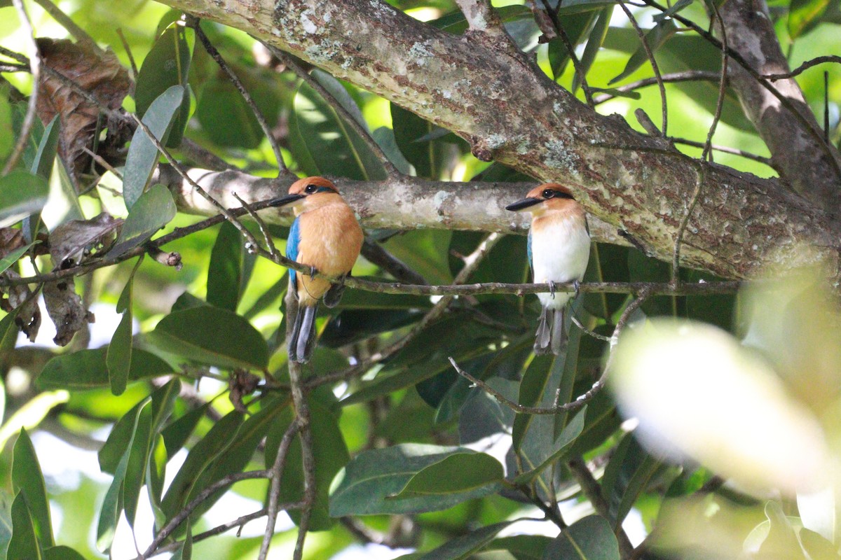 Guam Kingfisher - ML633942045