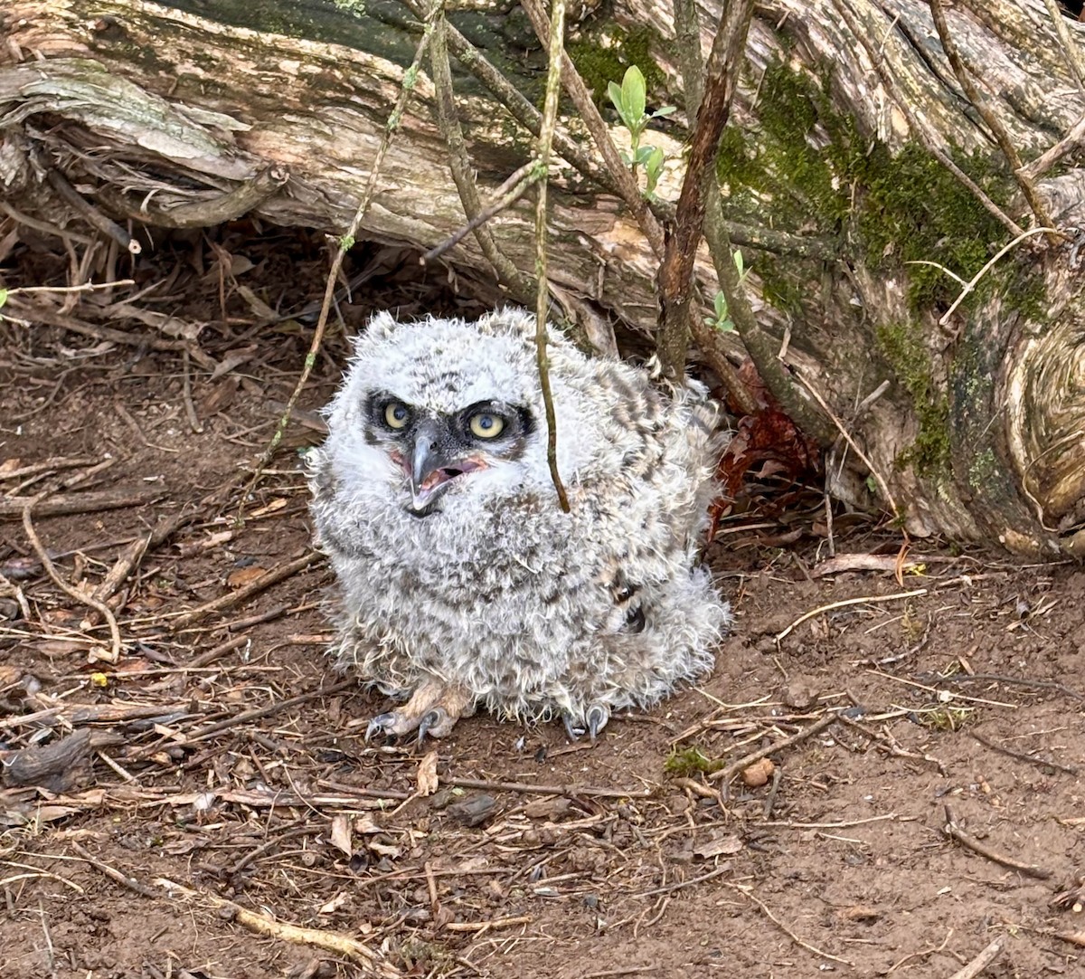 Great Horned Owl - ML633942048