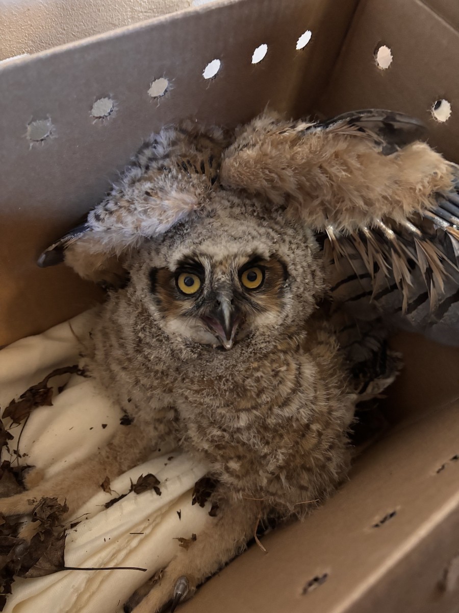 Great Horned Owl - ML633942107