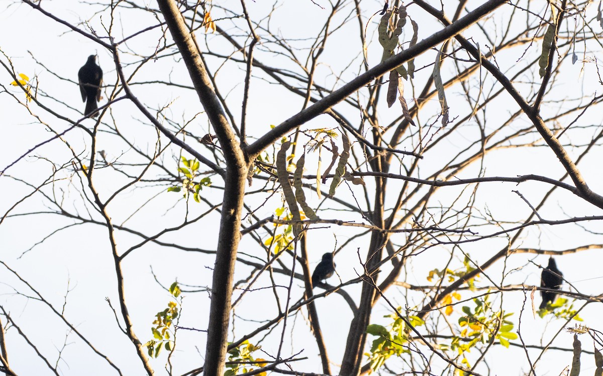 Caatinga Black-Tyrant - ML633942125
