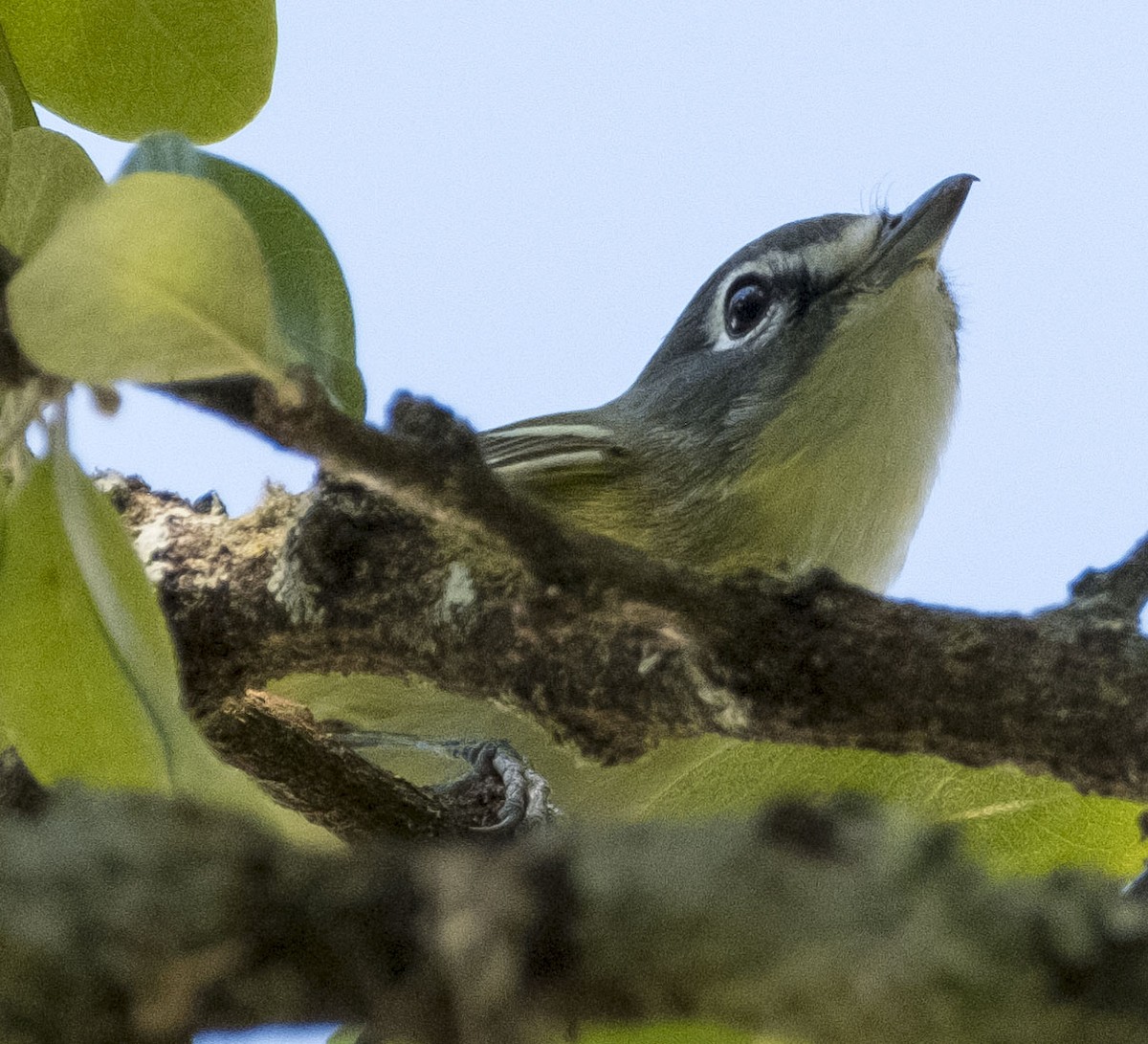 Blue-headed Vireo - ML633942223