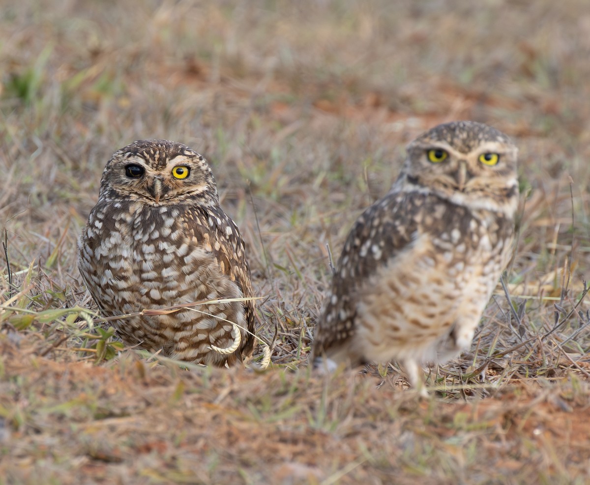 Burrowing Owl (grallaria) - ML633942331