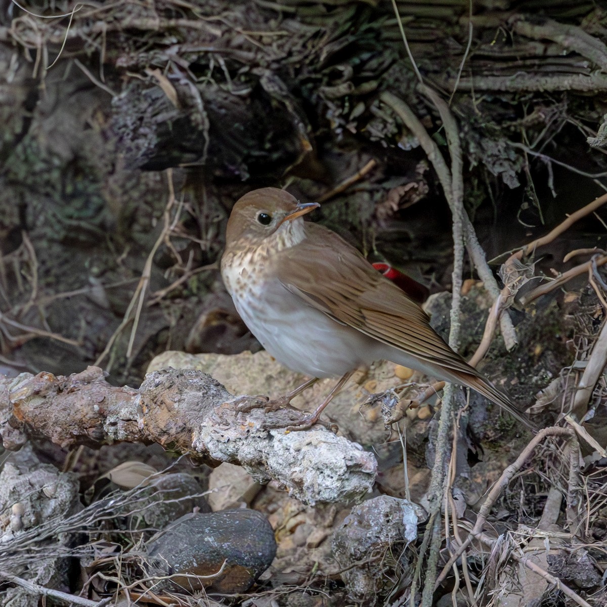 Veery - ML633942373