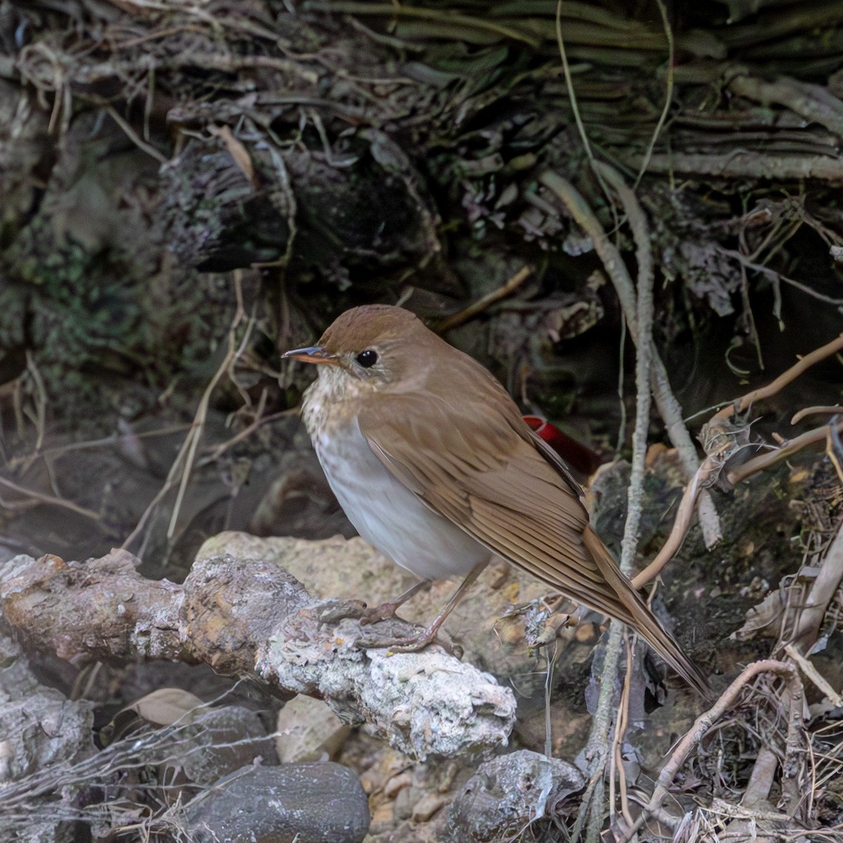 Veery - ML633942375