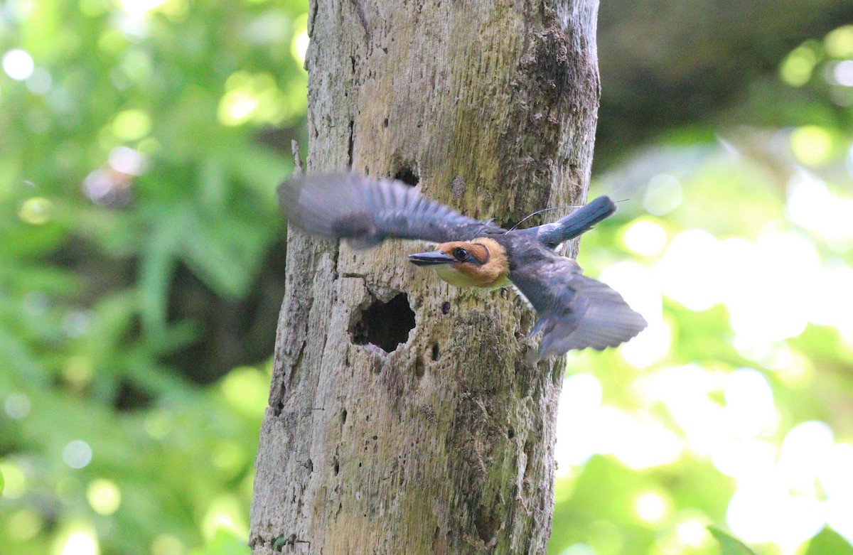 Guam Kingfisher - ML633942429