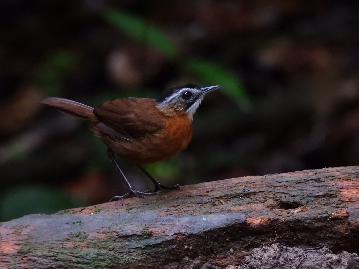 Malayan Black-capped Babbler - ML633942506