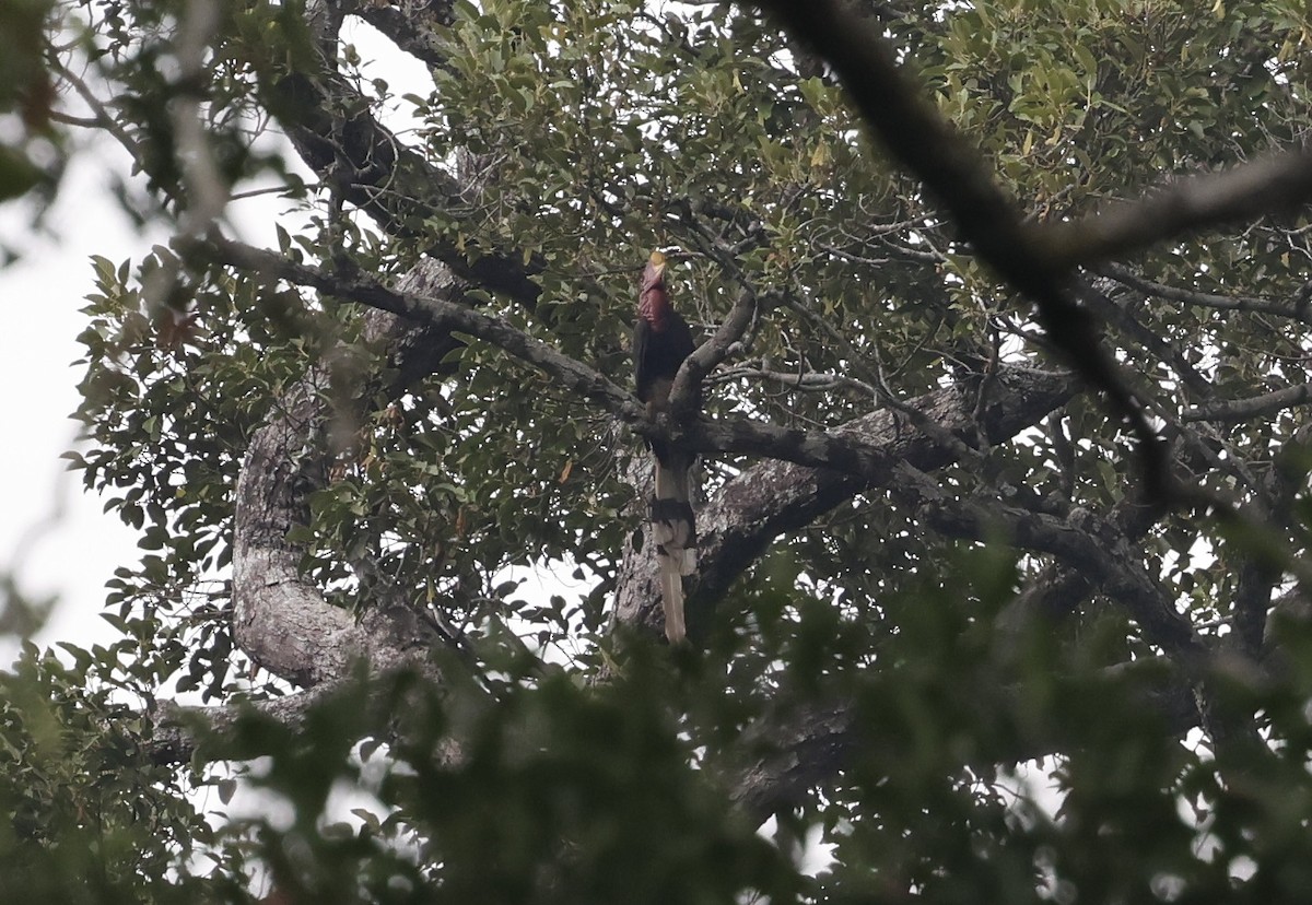Helmeted Hornbill - ML633942569