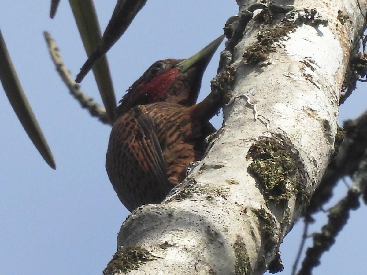 Waved Woodpecker - ML633942579