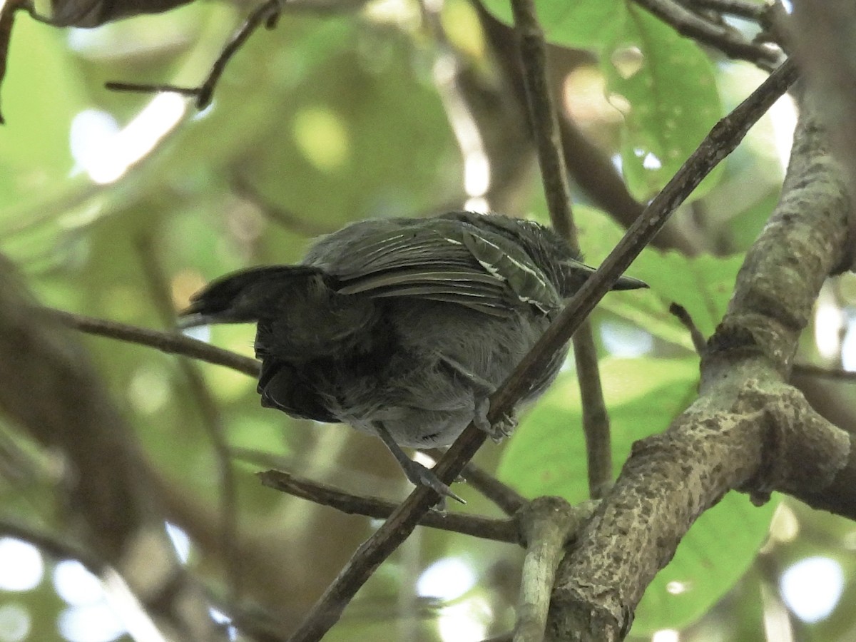 Blackish-gray Antshrike - ML633942599