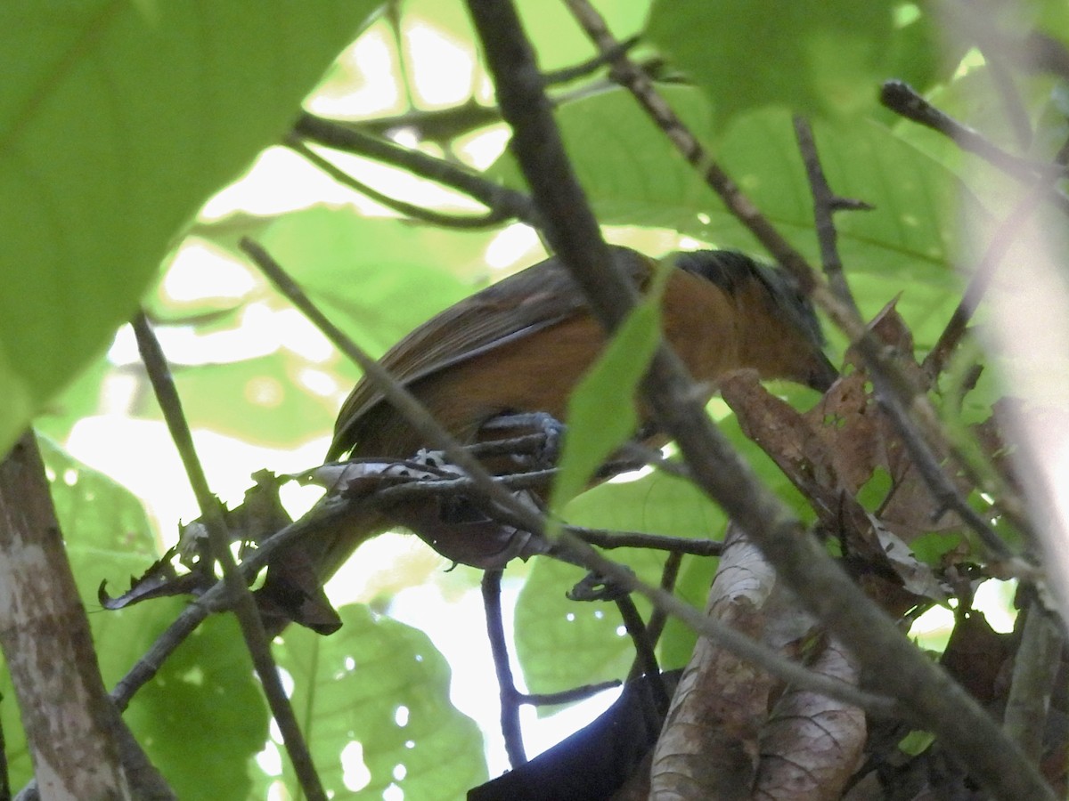 Blackish-gray Antshrike - ML633942600