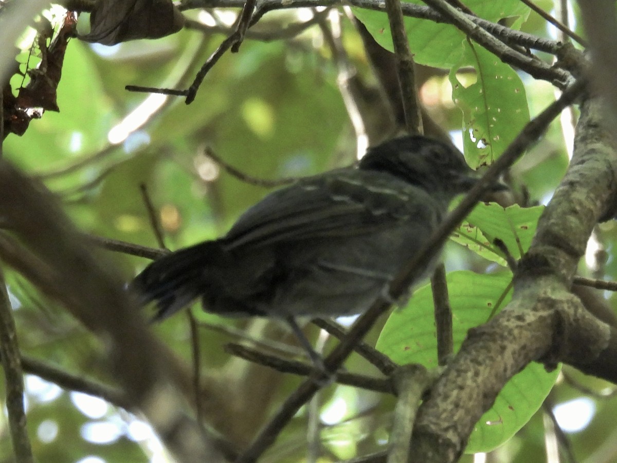 Blackish-gray Antshrike - ML633942601