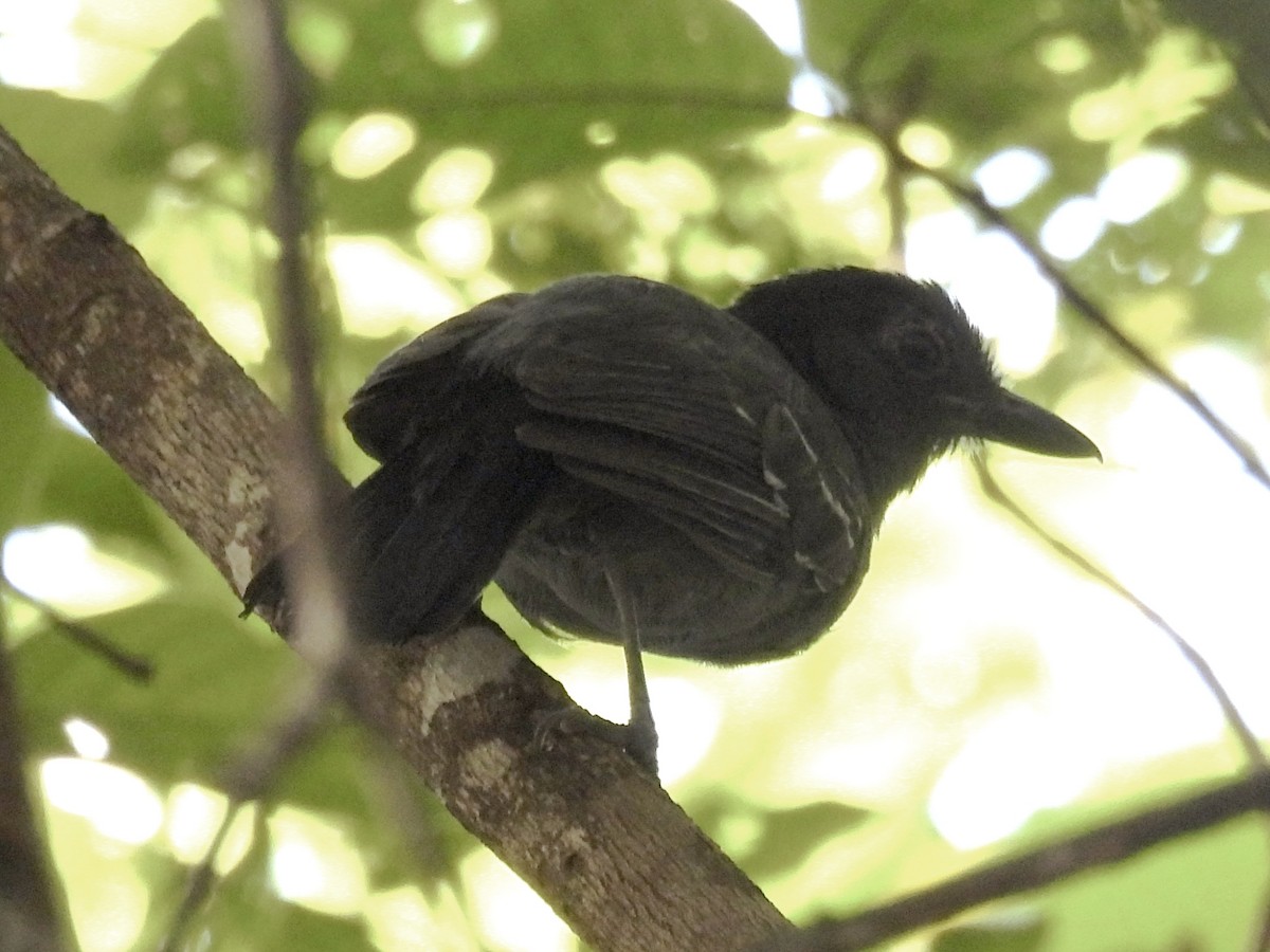 Blackish-gray Antshrike - ML633942602