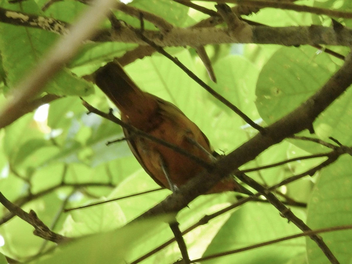 Blackish-gray Antshrike - ML633942603